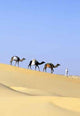 Camel Caravan Wall Decal
