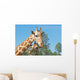 A Mother and Baby Giraffe Together Wall Mural