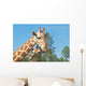 A Mother and Baby Giraffe Together Wall Mural