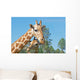 A Mother and Baby Giraffe Together Wall Mural