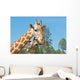 A Mother and Baby Giraffe Together Wall Mural