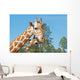 A Mother and Baby Giraffe Together Wall Mural