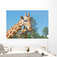 A Mother and Baby Giraffe Together Wall Mural