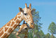 A Mother and Baby Giraffe Together Wall Mural