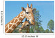 A Mother and Baby Giraffe Together Wall Mural