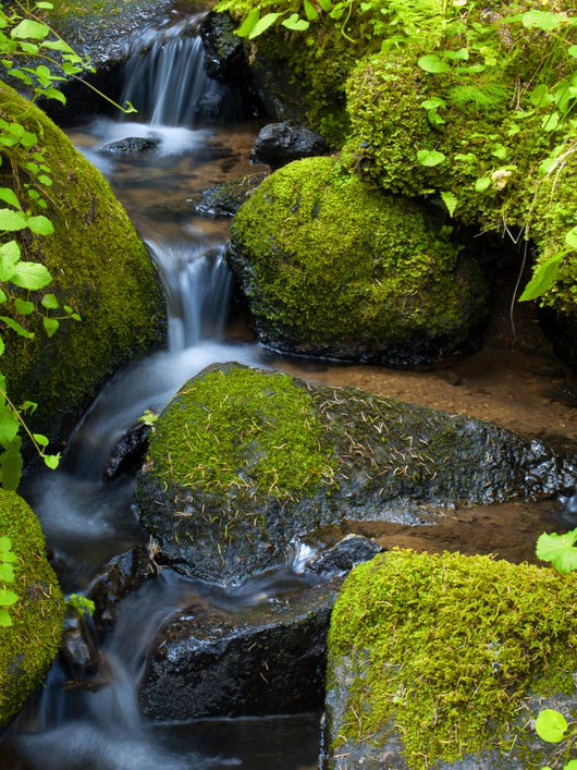 Mountain stream among the mossy stones 