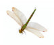 Dragonfly Wall Decal