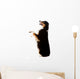 An Australian Shepherd Dog Photographed in Studio Wall Decal