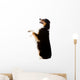 An Australian Shepherd Dog Photographed in Studio Wall Decal