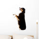An Australian Shepherd Dog Photographed in Studio Wall Decal