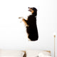 An Australian Shepherd Dog Photographed in Studio Wall Decal