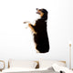 An Australian Shepherd Dog Photographed in Studio Wall Decal