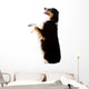 An Australian Shepherd Dog Photographed in Studio Wall Decal