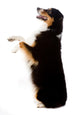 An Australian Shepherd Dog Photographed in Studio Wall Decal