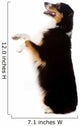 An Australian Shepherd Dog Photographed in Studio Wall Decal
