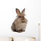 Cute Sitting Chocolate Lionhead Bunny Rabbit Wall Decal
