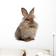 Cute Sitting Chocolate Lionhead Bunny Rabbit Wall Decal