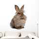 Cute Sitting Chocolate Lionhead Bunny Rabbit Wall Decal