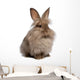 Cute Sitting Chocolate Lionhead Bunny Rabbit Wall Decal
