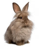 Cute Sitting Chocolate Lionhead Bunny Rabbit Wall Decal
