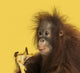 Close-up of a Young Bornean Orangutan Eating a Banana 
