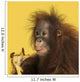 Close-up of a Young Bornean Orangutan Eating a Banana 