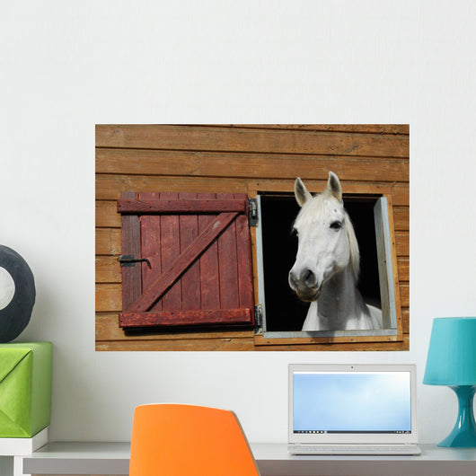 Pony window Wall Mural