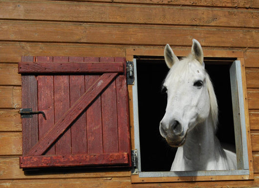Pony window Wall Mural