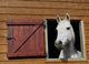 Pony window Wall Mural
