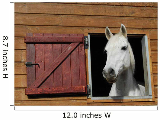 Pony window Wall Mural
