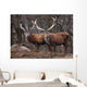 Red Deer Wall Mural