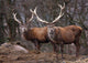Red Deer Wall Mural
