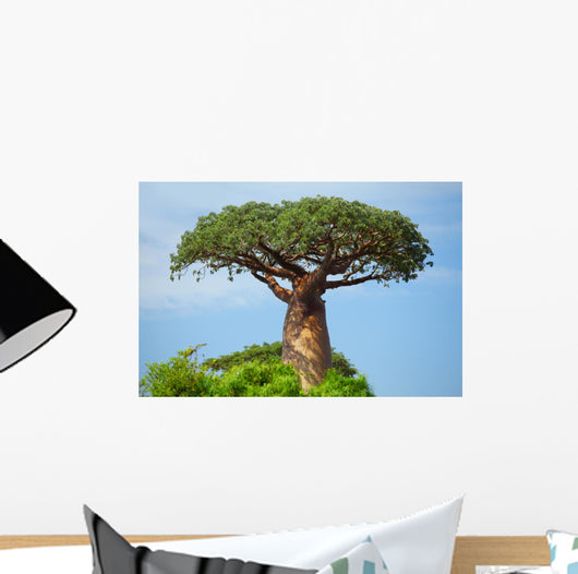 Baobab 