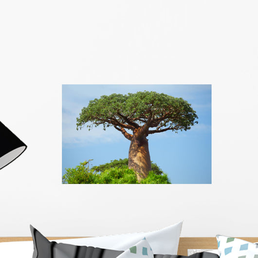 Baobab 