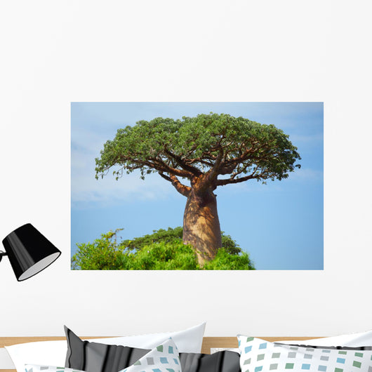 Baobab 