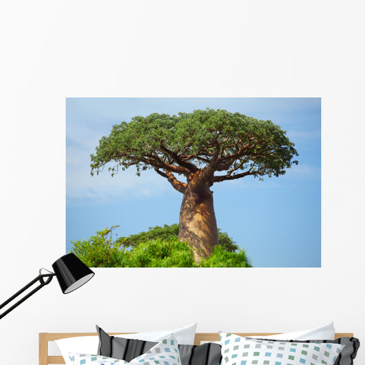 Baobab 
