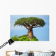 Baobab 