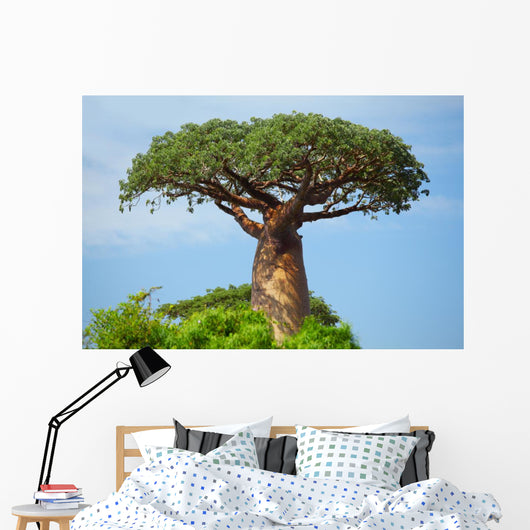 Baobab 