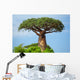 Baobab 