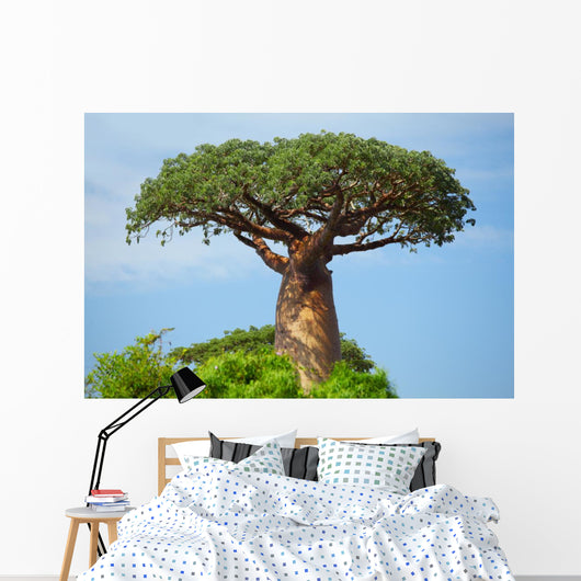 Baobab 