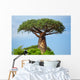 Baobab 