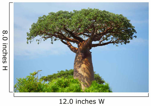 Baobab 