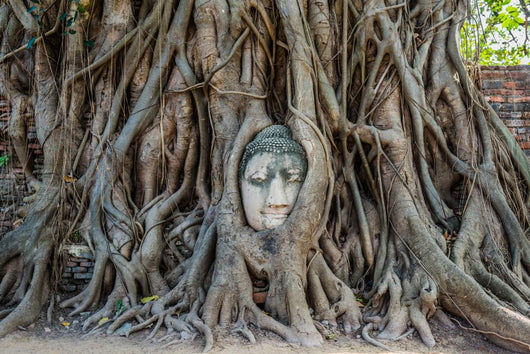Buddha Head Banyan Tree Wall Decal