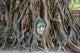 Buddha Head Banyan Tree Wall Decal