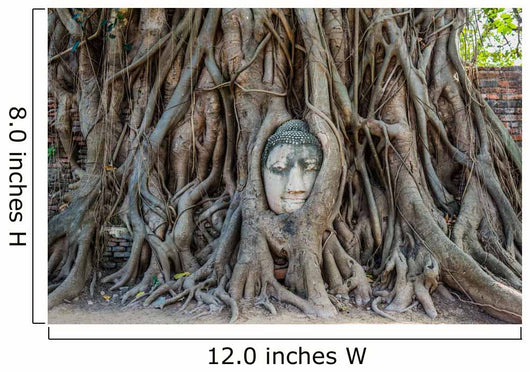 Buddha Head Banyan Tree Wall Decal