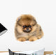 Pomeranian Puppy Wall Decal
