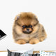 Pomeranian Puppy Wall Decal