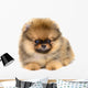 Pomeranian Puppy Wall Decal