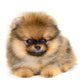 Pomeranian Puppy Wall Decal