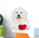 Bichon Frise Dog with Valentine Red Heart Wall Decal